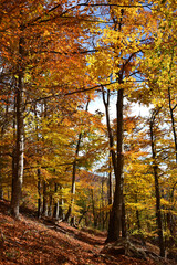Fototapeta premium An autumn landscape with trees covered in vibrant foliage shades of yellow orange gold and a path strewn with fallen leaves Clear sky sunny day nature forest flora autumn