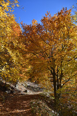 An autumn landscape with trees covered in vibrant foliage shades of yellow orange gold and a path strewn with fallen leaves Clear sky sunny day nature forest flora autumn