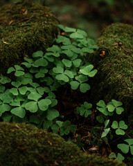 Green clover leaves and moss in forest shade, natural botanical texture, calm woodland background, vertical nature scene perfect for eco design and mobile wallpaper
