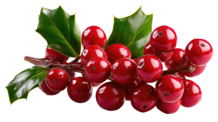 Festive Holly Berries: A vibrant cluster of red holly berries, their glossy surfaces reflecting the light, rests gracefully on a sprig of deep green leaves, symbolizing joy and anticipation.