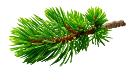 Evergreen Branch Close-up: A detailed view of a vibrant green evergreen branch, showcasing the intricate texture of the needles and the natural beauty of the plant. 