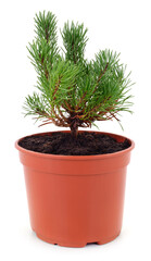 Small Pine Tree Sapling in Flowerpot Isolated