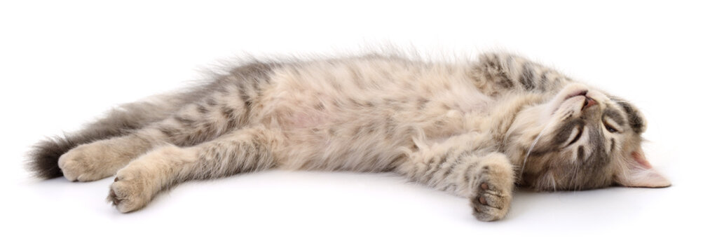 Relaxed Tabby Kitten Sleeping Isolated on White