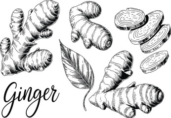 Detailed black vector engraving of fresh ginger root, whole and sliced, symbolizing spice, food ingredient, natural health, and botanical drawing