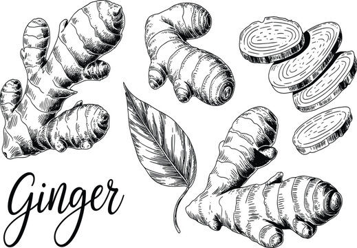 Detailed black vector engraving of fresh ginger root, whole and sliced, symbolizing spice, food ingredient, natural health, and botanical drawing
