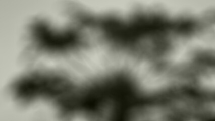 Abstract background: Morning sunlight through a flowering papaya tree in a backyard. Black and white gradient with a soft blur. Central Thailand. Palm trees, sky, nature, blue, tropical, green, trees,