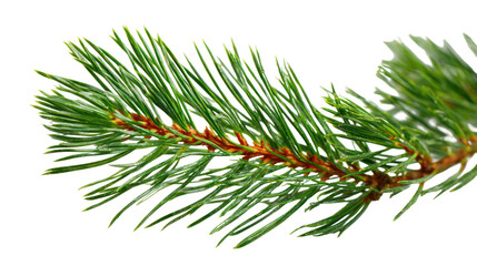 Macro shot of pine tree branch with long needles isolated on transparent background