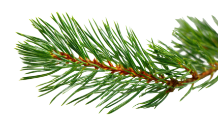 Macro shot of pine tree branch with long needles isolated on transparent background