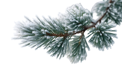 Macro view of pine branch with thick snow buildup isolated on transparent background