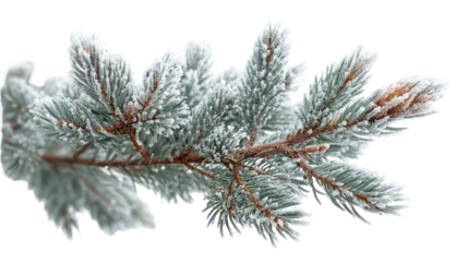 Macro view of pine branch with thick snow buildup isolated on transparent background