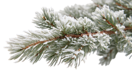 Macro view of pine branch with thick snow buildup isolated on transparent background