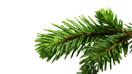 Macro shot of pine tree branch with long needles isolated on transparent background