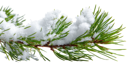 Macro view of pine branch with thick snow buildup isolated on transparent background