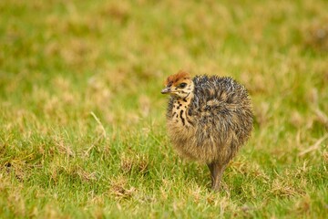 A young ostrich chick (Struthio camelus) stands in a grassy field