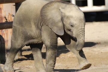 Fototapeta premium Rare African Forest Elephant Calf Walking in the Zoo