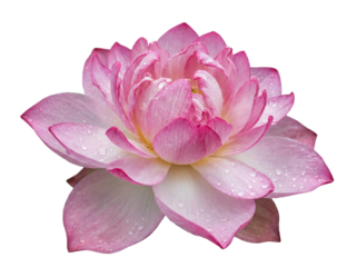 Flower lotus bloom with layered petal curl and water droplet accents isolated on transparent background, PNG