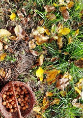Autumn Walnuts in Basket on Forest Ground with Colorful Leaves