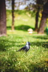 Blackjack bird standing on green grass in a sunny park