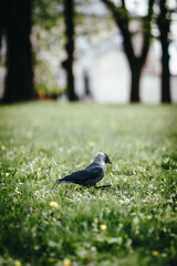 Jackdaw bird walking on green grass in a park