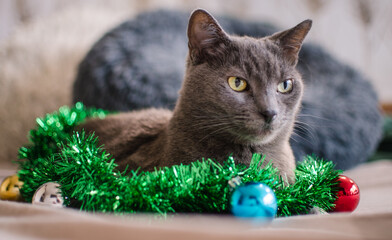 Gray cat with Christmas garland on bed