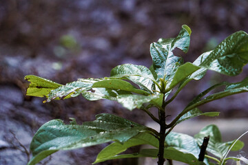 young plant sprout, characterized by lush, glossy green leaves that show signs of damage, holes, or decay on the edges. The dark background is heavily blurred (bokeh), which isolates the subject and e