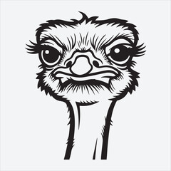 A Beautiful Ostrich Bird Heard