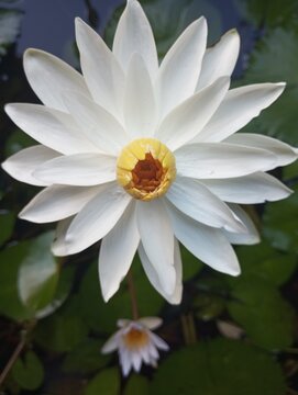 olu flower