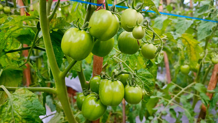 Green tomatoes growing