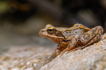 Der Grasfrosch (Rana temporaria) bei Bad Reichenhall in den Alpen.
