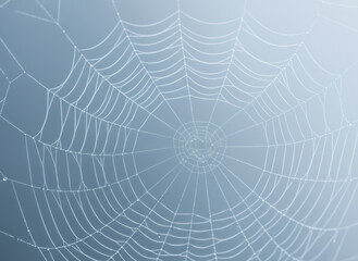 Obraz premium Close up of a delicate spider web covered in dew drops against a soft blue background. Nature beauty and intricate design.