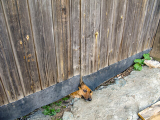 A mongrel dog peeks out from under a large wooden gate, guarding the house.