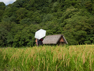 世界遺産白川郷の白川村で散策する外国人観光客の姿と稲の田圃の風景