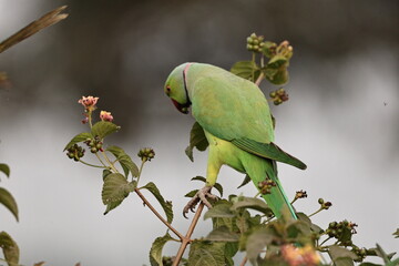 Rose ringed Parakeet