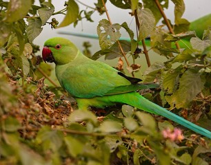 Rose ringed Parakeet