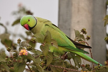 Rose ringed Parakeet