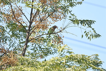 Barbet