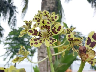 Orchids of Indonesia. Beautiful orchid flower   Also called giant orchid, tiger orchid, sugar cane orchid
