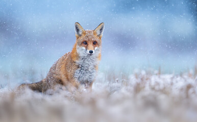 Obraz premium Red fox ( Vulpes vulpes ) in winter scenery