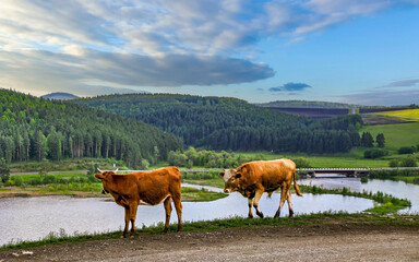 cows against the backdrop of the Ural Mountains in the village of Kaga, Bashkortostan