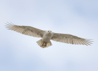 Obraz premium Albino eagle flying with wings spread wide against a clear blue sky. Freedom and wildlife concept. Majestic bird soaring high.