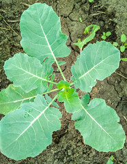 Vertical close up of young cabbage on a garden bed top view moist soil