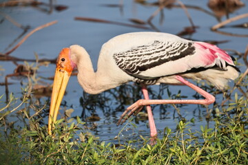Painted Stork