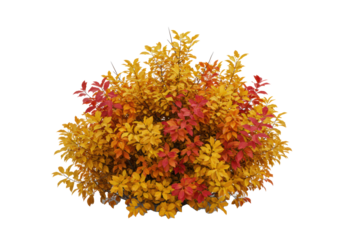 A natural cluster of vibrant autumnal foliage (maples, oaks, dogwoods), crimson, orange, golden yellow, russet, isolated on transparent, generous copy space, botanical asset concept.