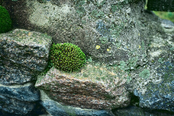 Green Moss Growing on a Rough Stone Wall in a Damp Environment During Daylight Hours