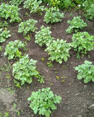 Young potato plants in garden bed top view