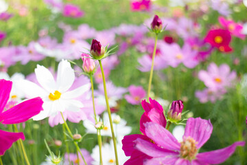 Fototapeta premium Variety plant decorate in landscaped garden,thailand
