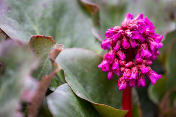 Bergenia elephant's ears plant blooming with vivid pink flowers