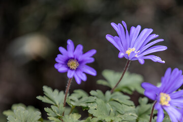 Three purple Anemone blanda blooming in spring garden