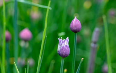 Buds of purple chives short before blooming in a home garden