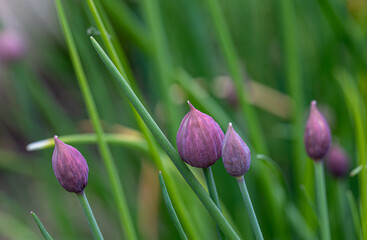 Buds of purple chives short before blooming in a home garden